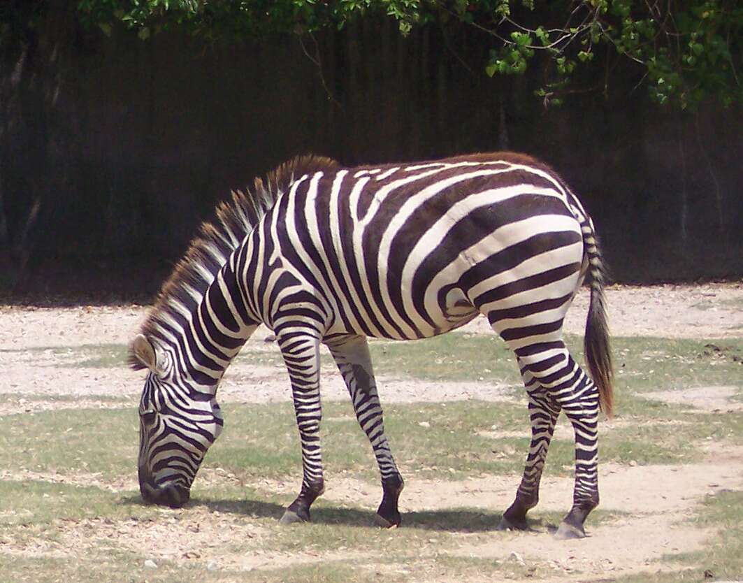 Image of zebra