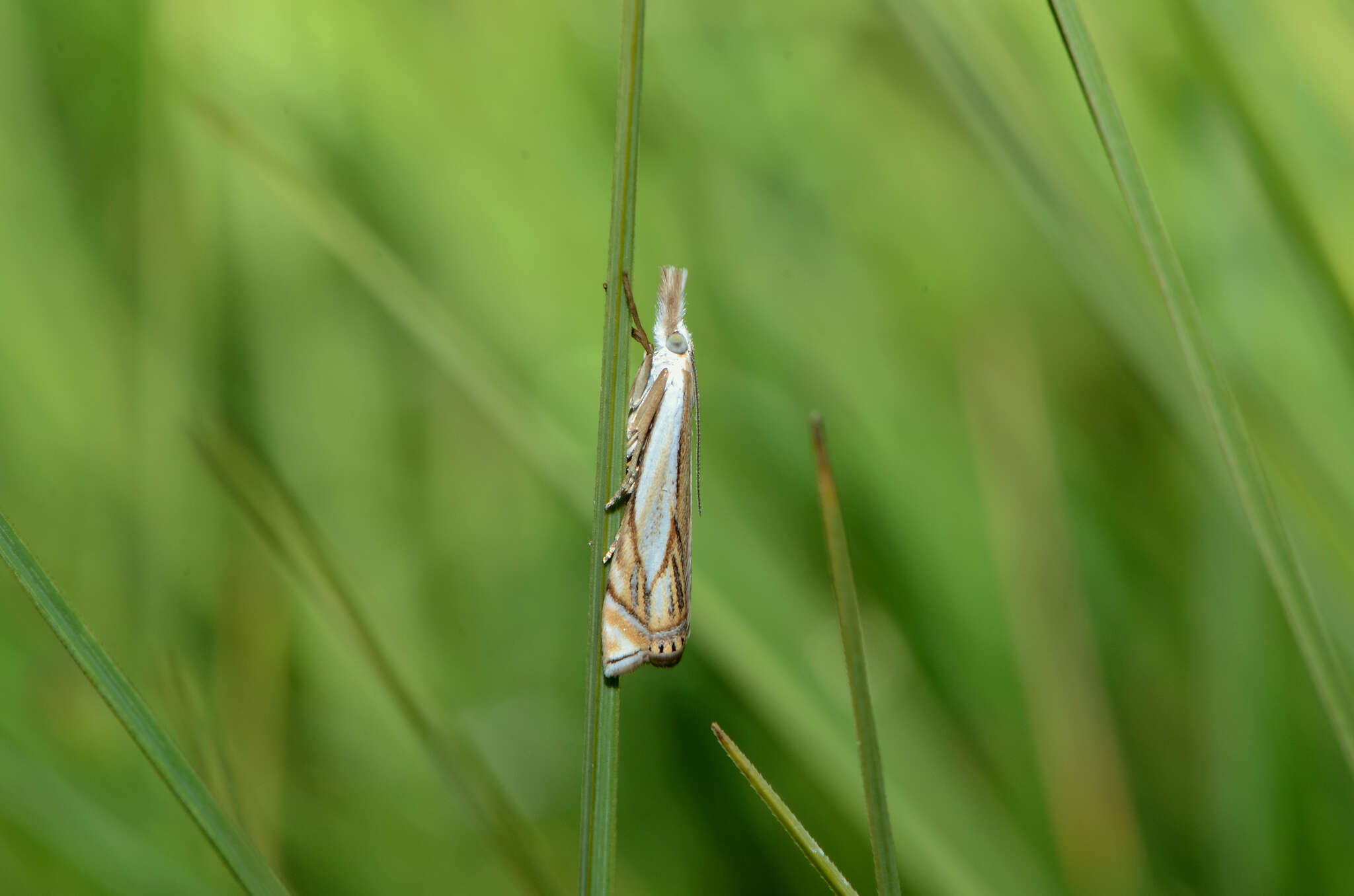 Image of Crambus uliginosellus Zeller 1850