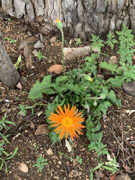 Image of Barberton daisy