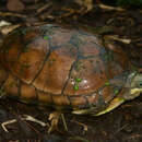 Image of Zhou's Box Turtle