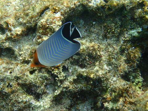 Chaetodon larvatus Cuvier 1831 resmi