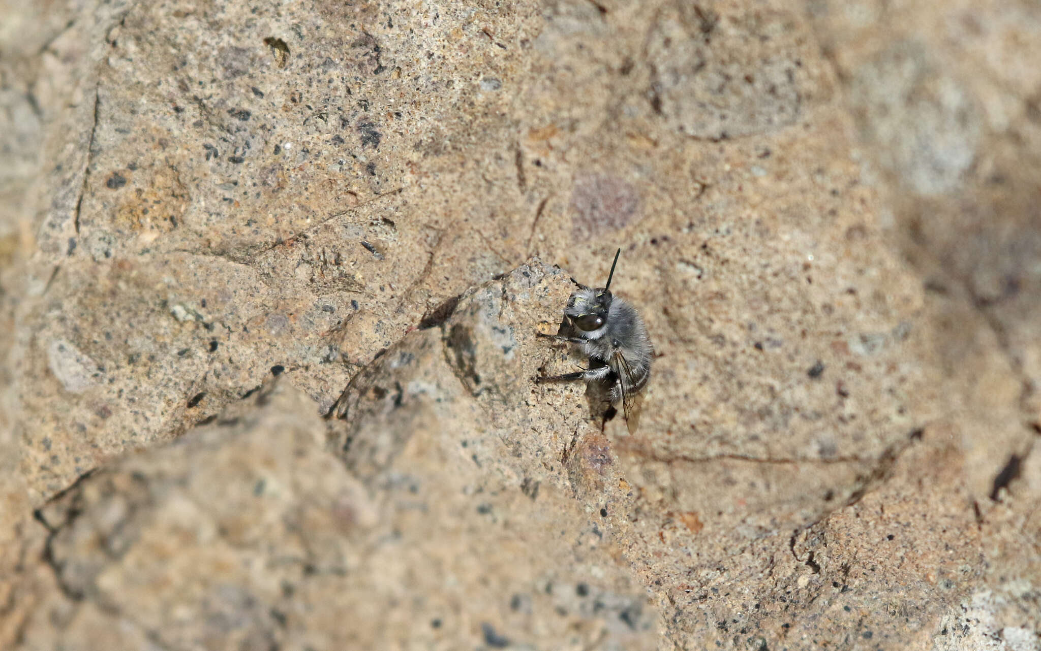 Image of Anthophora orotavae (Saunders 1904)