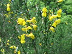 Image of Broom