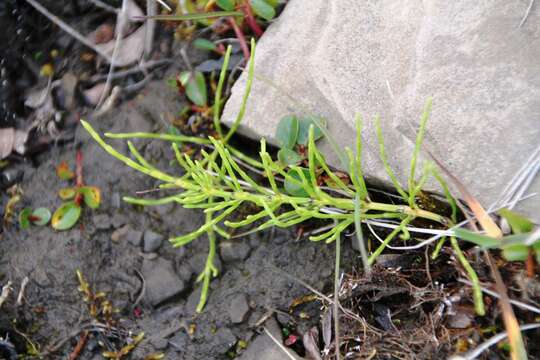 Image of field horsetail