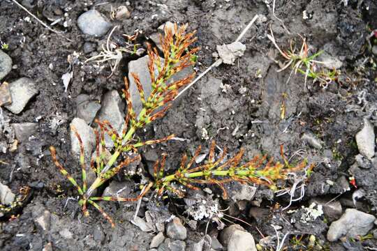 Image of field horsetail