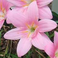 Zephyranthes carinata Herb. resmi