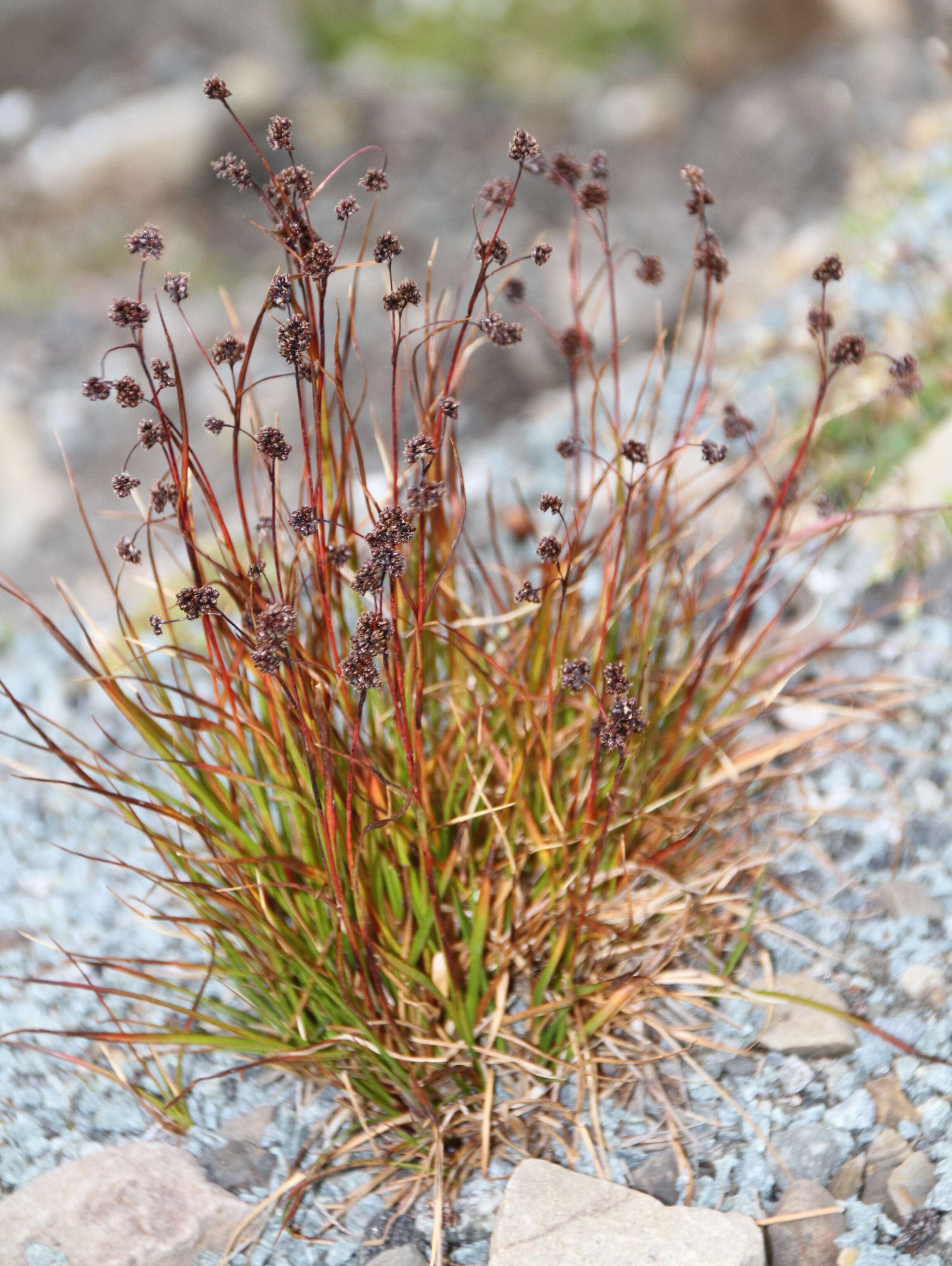 Image of curved woodrush