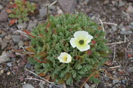 صورة Papaver radicatum subsp. polare Tolm.