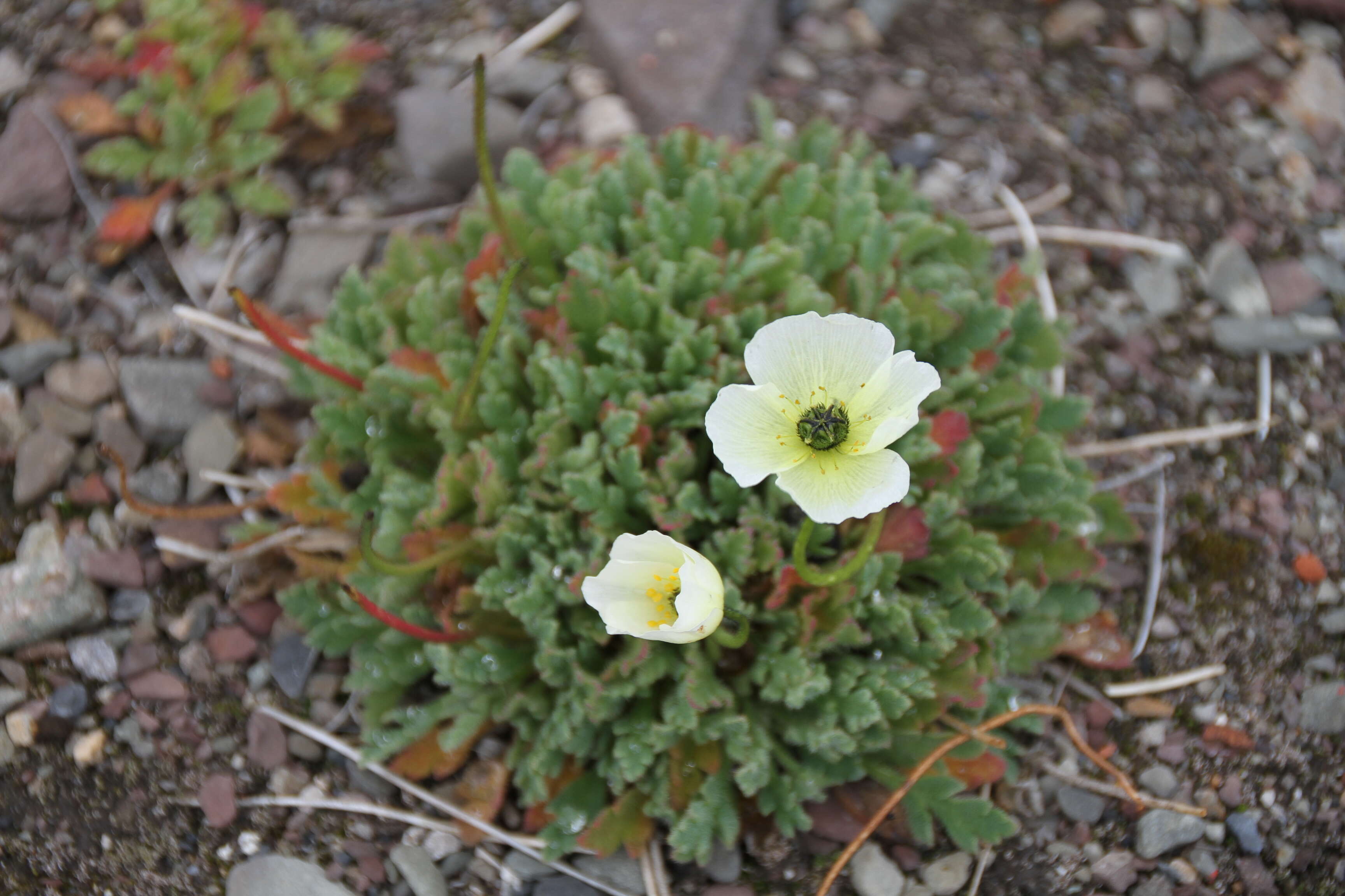 صورة Papaver radicatum subsp. polare Tolm.