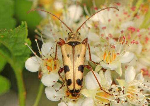 Image of Evodinus monticola (Randall 1838)