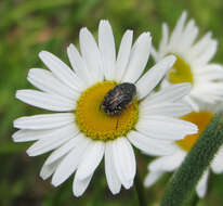 Image of Oxythyrea funesta (Poda 1761)