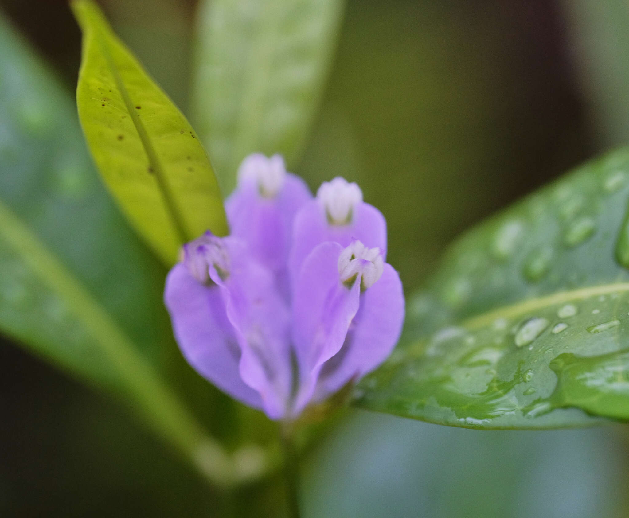 Image of Burmannia coelestis D. Don