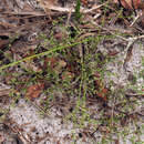 Слика од Paronychia americana (Nutt.) Fenzl ex Walp.