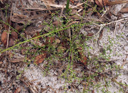 Image of American nailwort