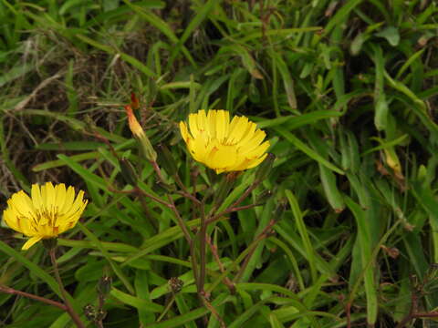 Ixeris japonica (Burm. fil.) Nakai resmi