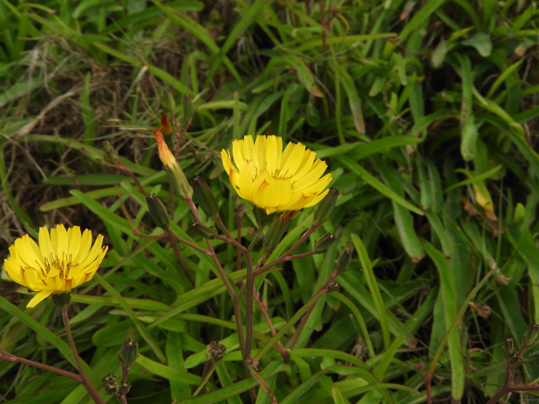 Sivun Ixeris japonica (Burm. fil.) Nakai kuva