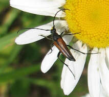 Image of Black-striped Longhorn Beetle