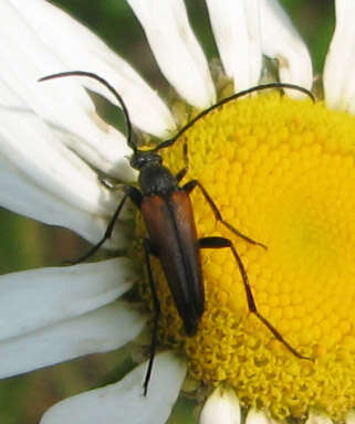 Image of Black-striped Longhorn Beetle