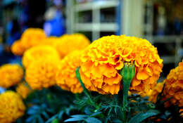 Image of French marigold