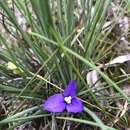 Image of Patersonia fragilis (Labill.) Asch. & Graebn.