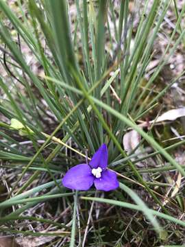 Image of Patersonia fragilis (Labill.) Asch. & Graebn.