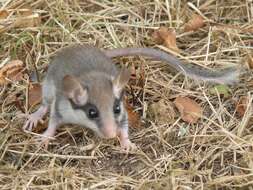 Image of European Garden Dormouse