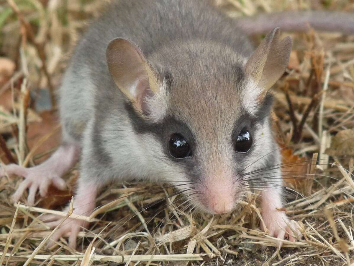 Image of European Garden Dormouse