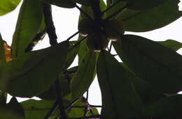 Image of Ficus chlamydocarpa subsp. fernandesiana (Hutch.) C. C. Berg