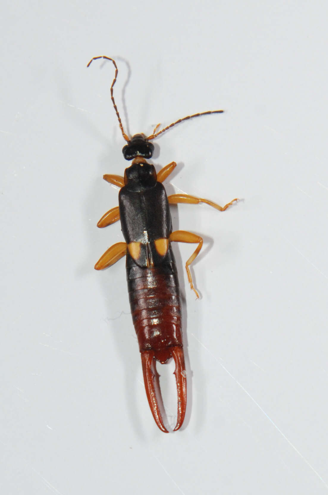 Image of Vostox brunneipennis (Audinet-Serville 1838)