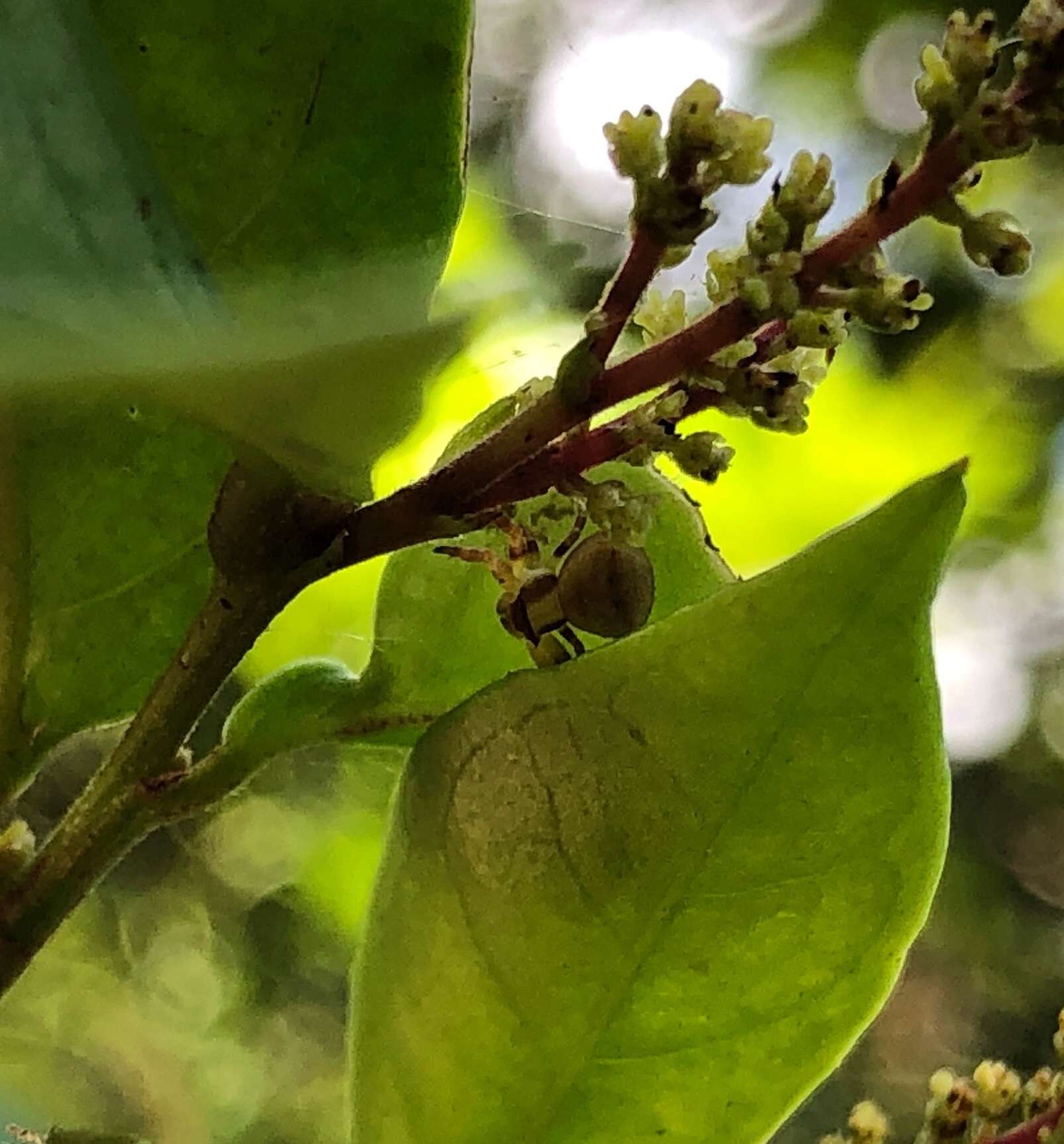 Image of Thomisus guangxicus Song & Zhu 1995