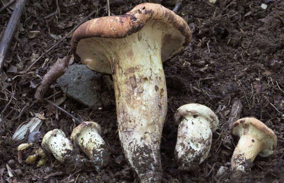 Image of Gloeocantharellus