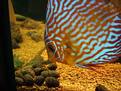 Image of Blue discus