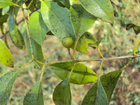 Image of Sandalwood