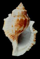 Image of common frogsnail
