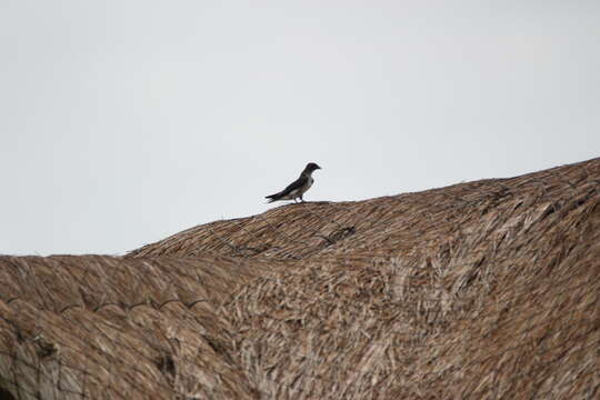 Image of Gray-breasted Martin