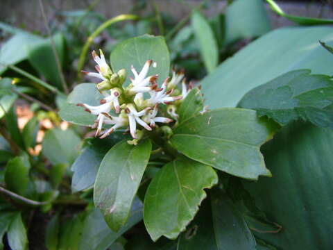 Image of Japanese pachysandra