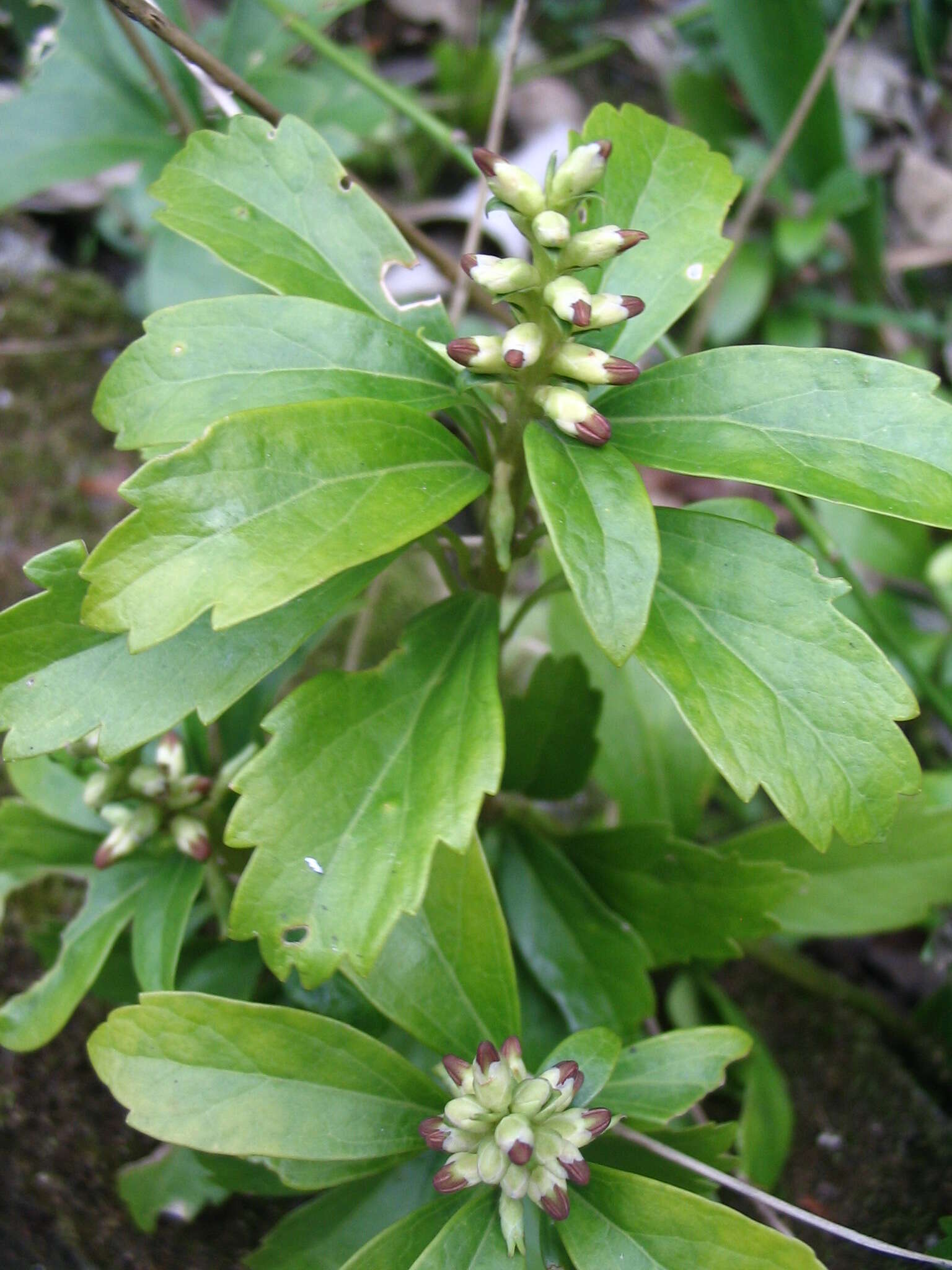 Image of Japanese pachysandra