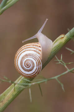 Sivun Pseudotachea C. R. Boettger 1909 kuva