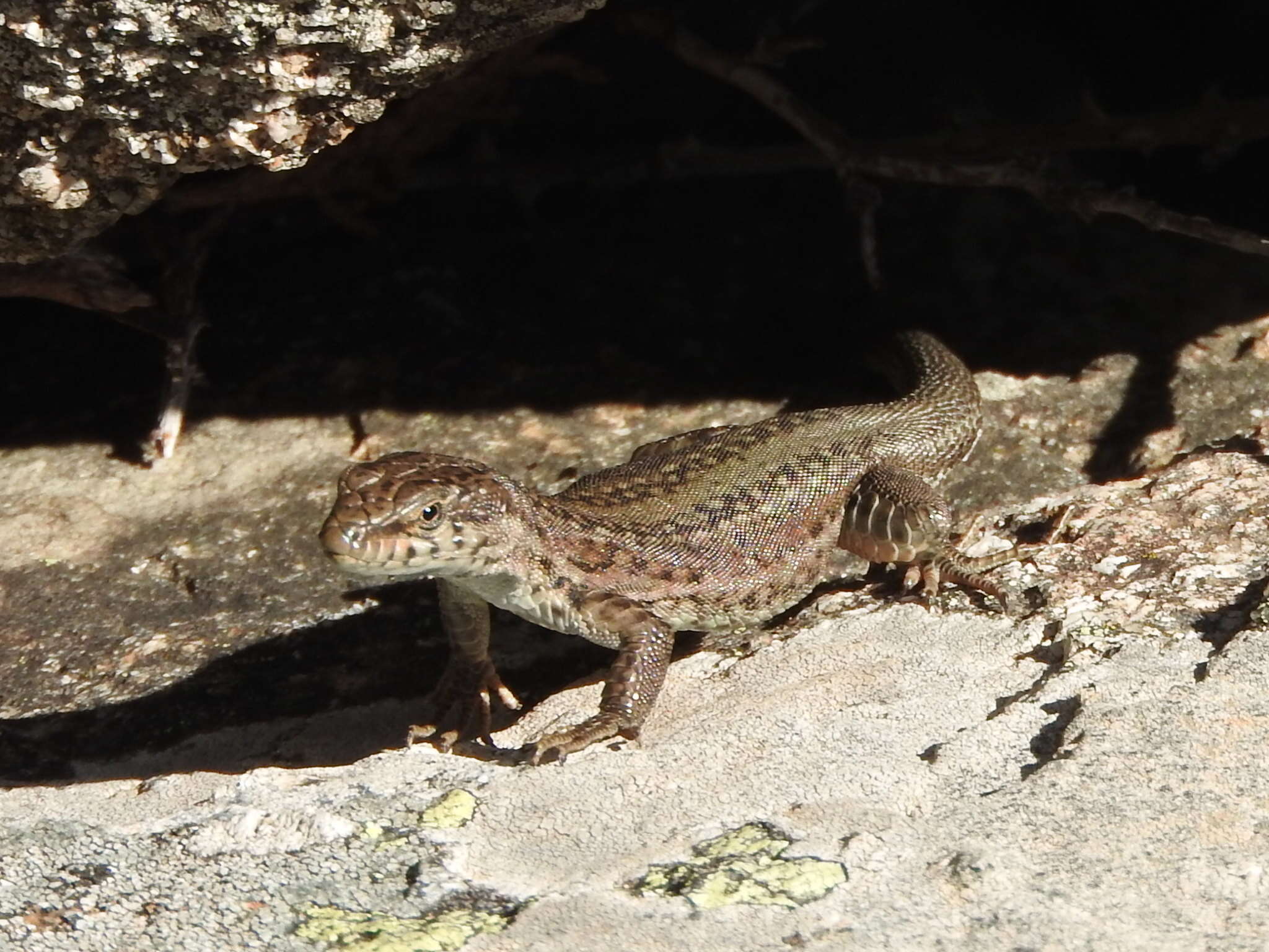 Image of Podarcis guadarramae guadarramae (Boscá 1916)