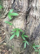 Image of corkystem passionflower