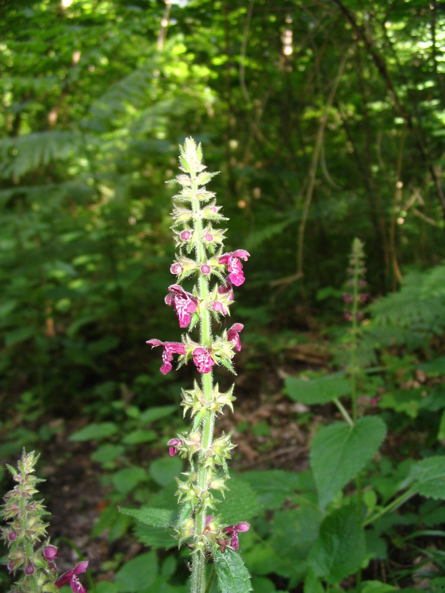 Image of hedge nettle