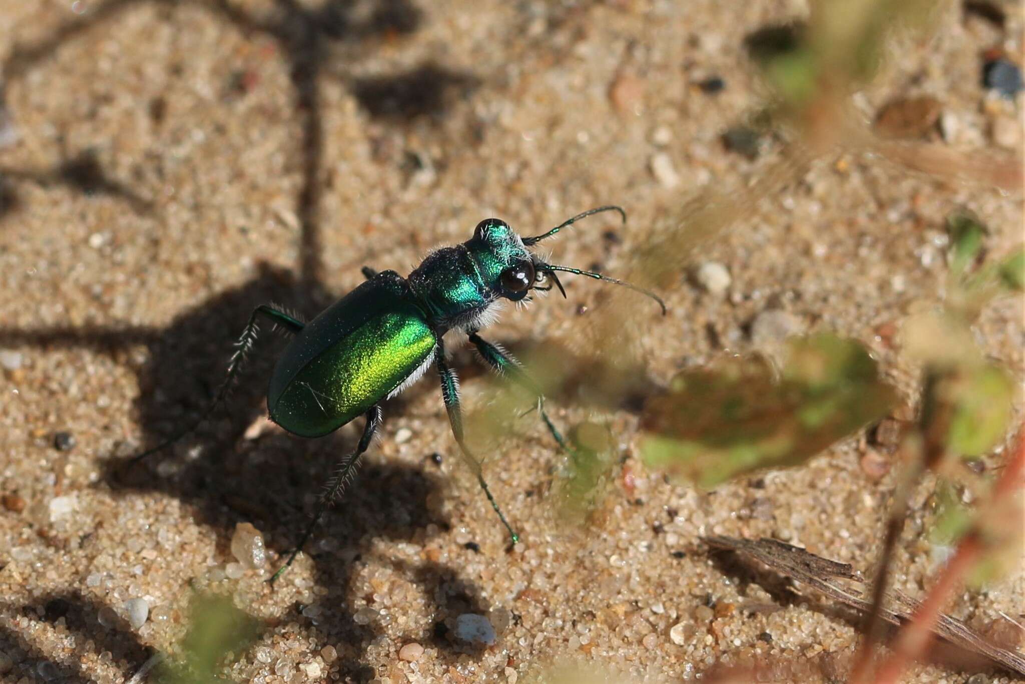 Image of Cicindela (Cicindela) scutellaris flavoviridis Vaurie 1950