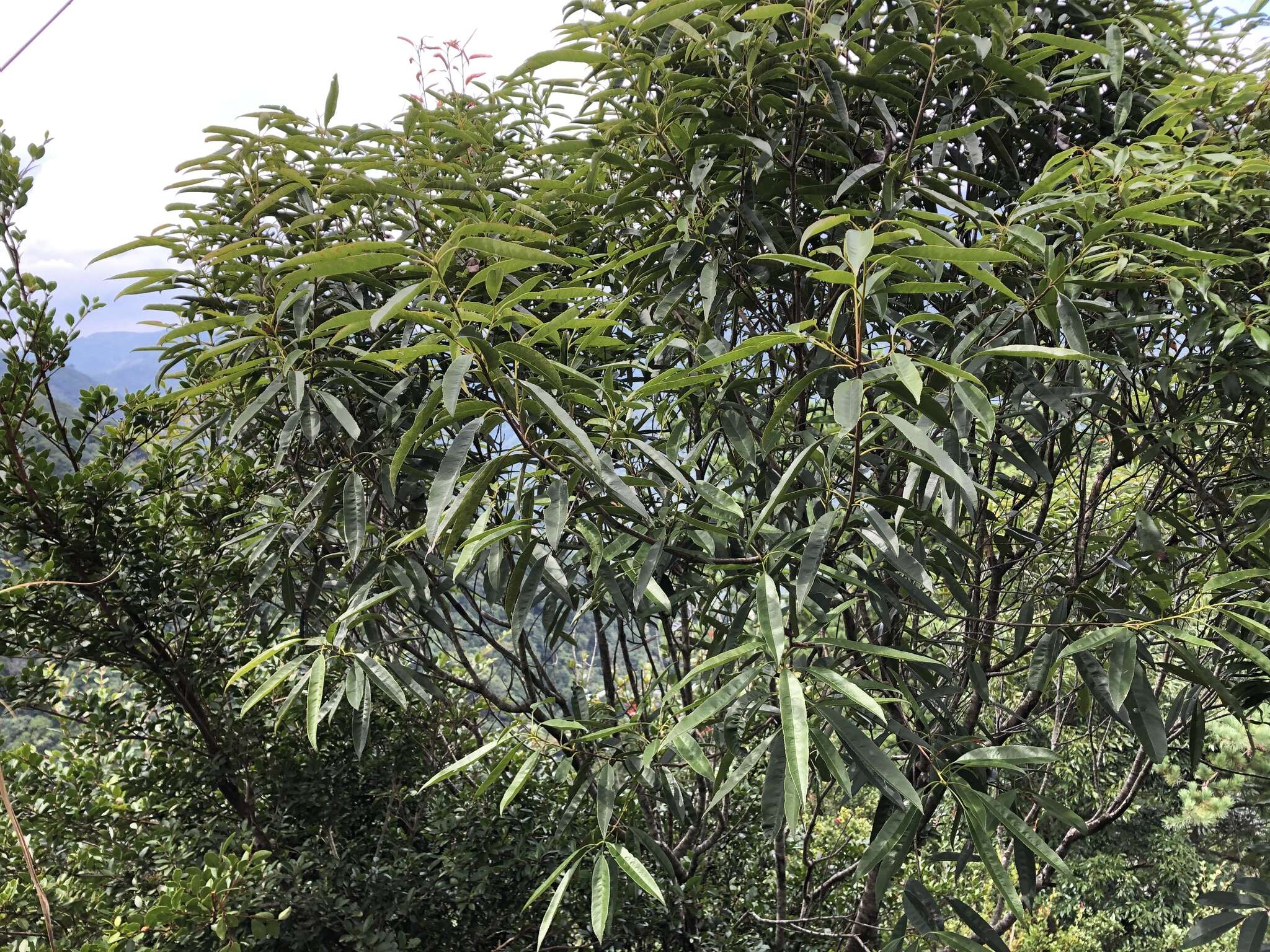 Image of Photinia serratifolia var. lasiopetala (Hayata) H. Ohashi