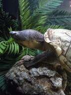 Image of Rough-footed Mud Turtle