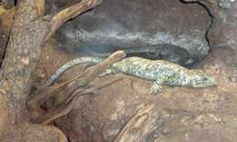 Image of Solomon Island skinks