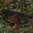 Imagem de Turdus poliocephalus seebohmi (Sharpe 1888)