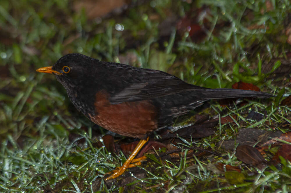 صورة Turdus poliocephalus seebohmi (Sharpe 1888)