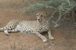 Image of Sudan cheetah