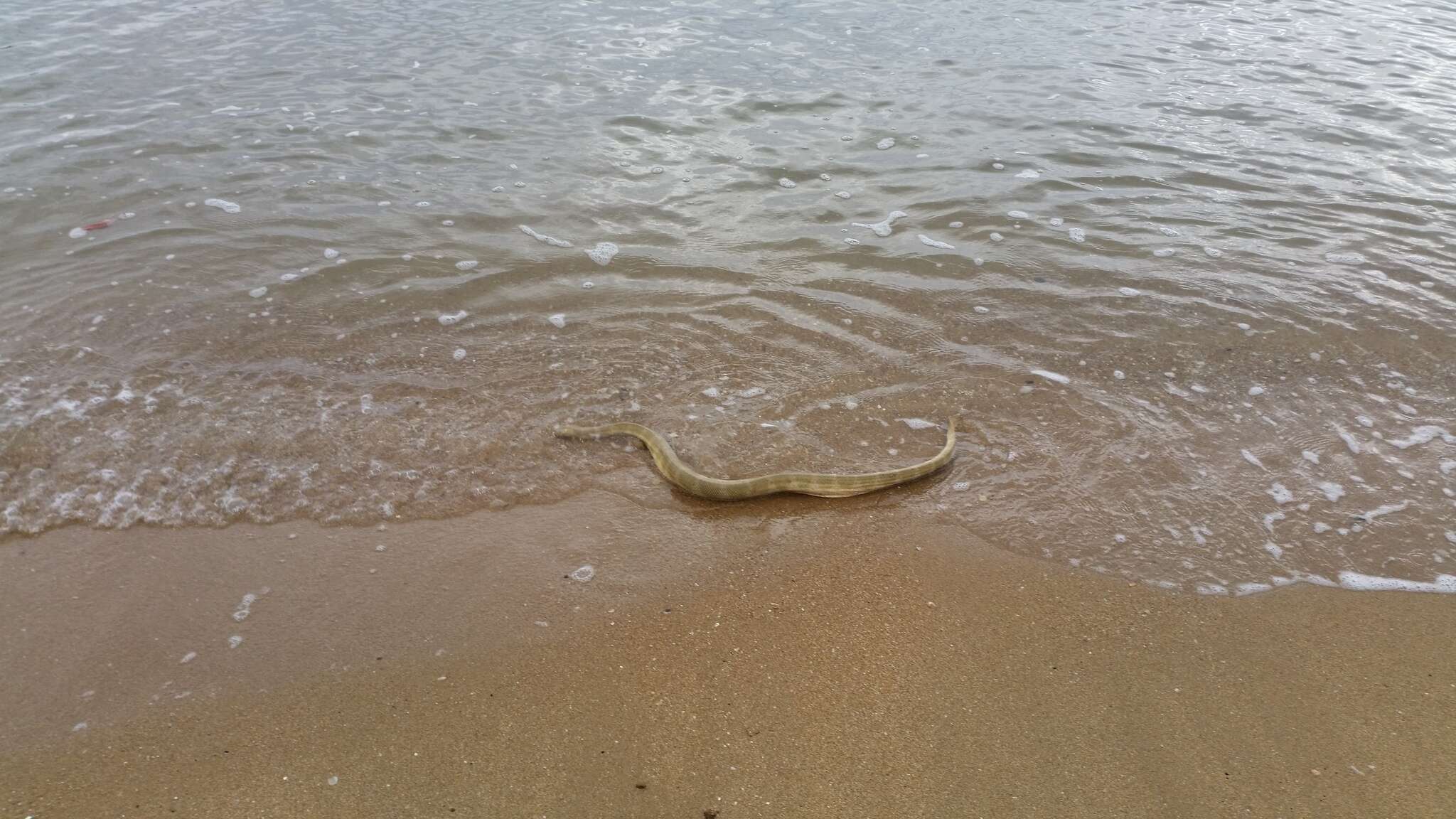 Image of Shaw's Sea Snake