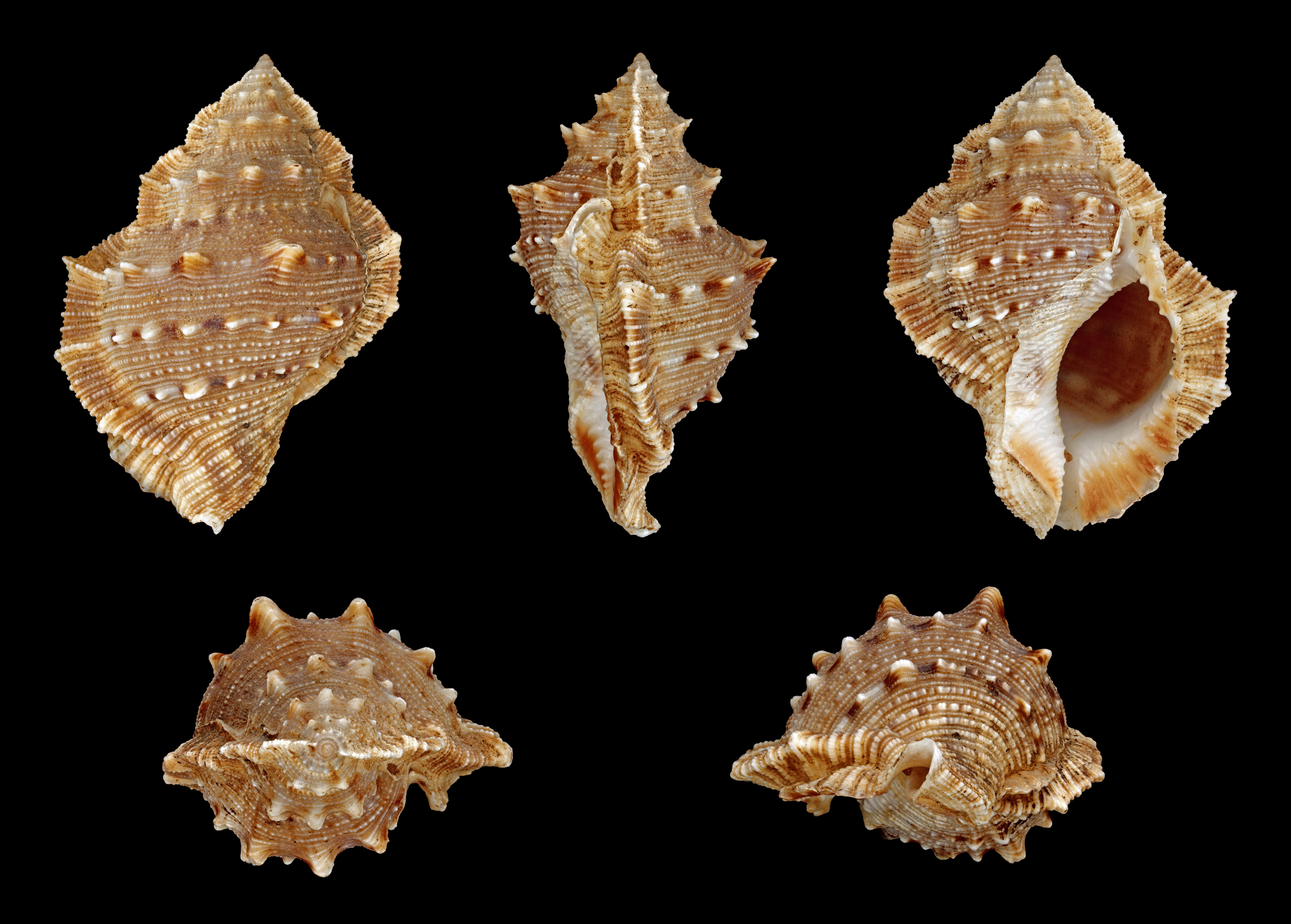 Image of frilled frogsnail